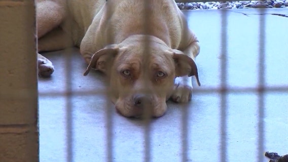 Humane Society cites housing crisis as donations drop, pet surrenders increase