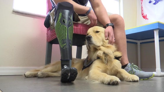 Wimauma non-profit provides service dogs trained for combat-wounded veterans, first responders