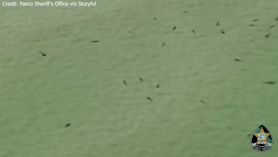 Deputies warn swimmers of sharks off Pasco County coast