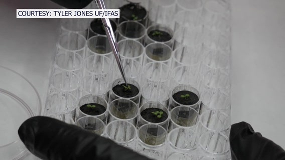 University of Florida researchers successfully grow plants in lunar soil