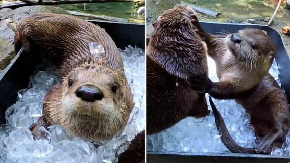 Playful river otters just love to roll around in ice bucket at Oregon Zoo