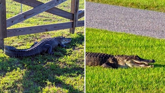 Unwelcome alligator shows up in Plant City backyard as mating season gets underway