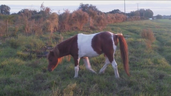 Four horses, donkey stolen from Wimauma pasture in last four months