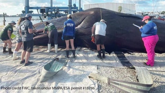 Apollo Beach charter school students first to spot sick sperm whale in Florida Keys