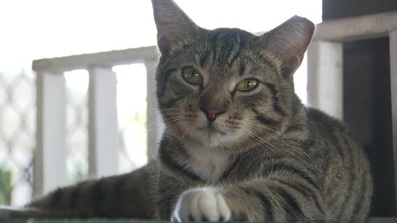 Humane Society helps 'working cats' not fit for adoption find jobs