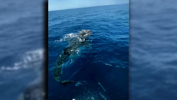 Yearly tradition of whale shark sightings off Anna Maria Island continues