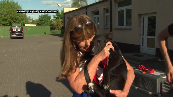 South Florida rescue opens shelter in Poland to help save dogs displaced in Ukraine