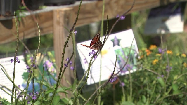 Tampa nursery uses native Florida plants to attract ‘flying art’ to backyard gardens