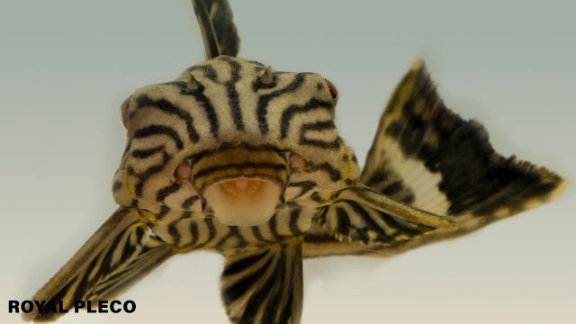 Bay Area fish farm is one of world’s largest pet fish distributors