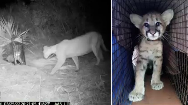 Florida wildlife officials help panther reunite with 4-month-old kitten