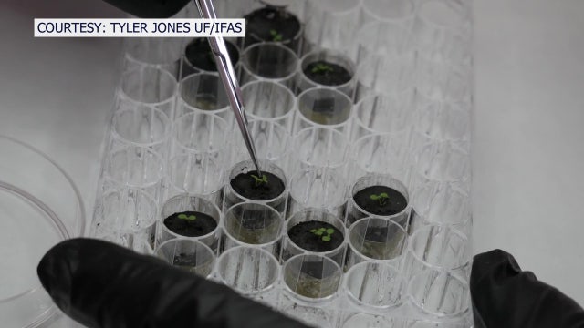 University of Florida researchers successfully grow plants in lunar soil