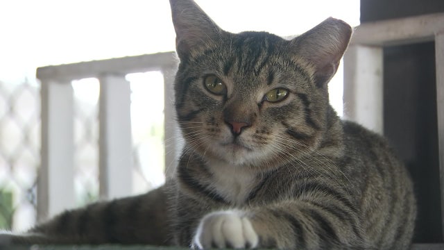 Humane Society helps 'working cats' not fit for adoption find jobs