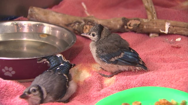 Tampa Bay rescue centers see influx of baby bird rescue phone calls