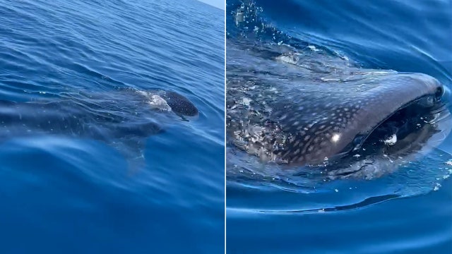 Fisherman spots whale shark feeding on plankton off coast of Sarasota