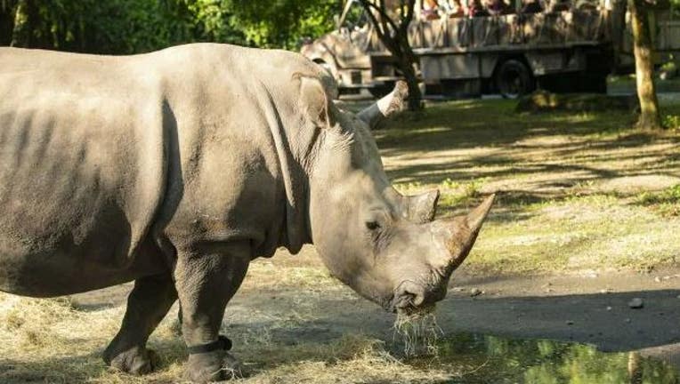 50dc8671-Rhino