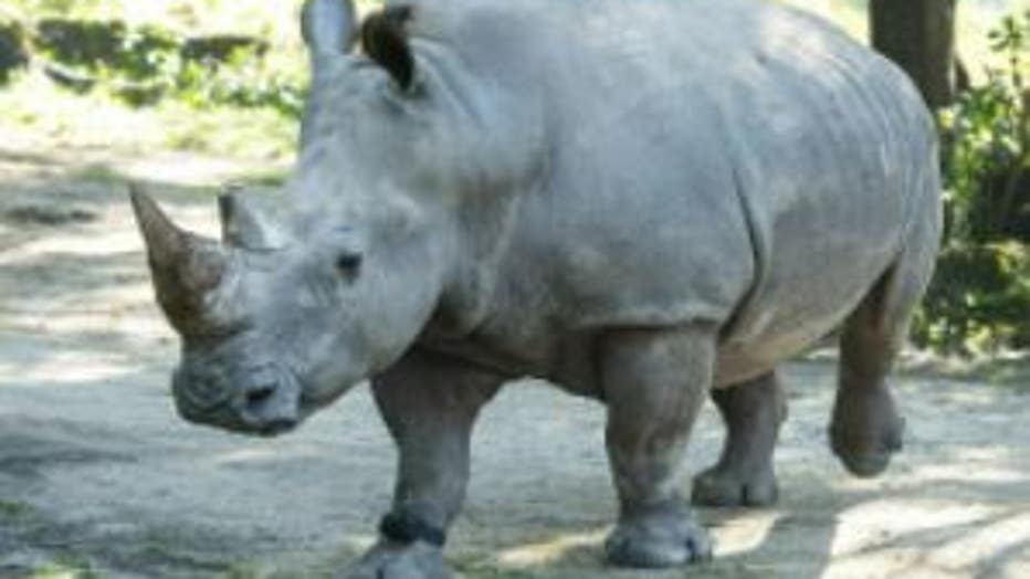 rhino2.jpg