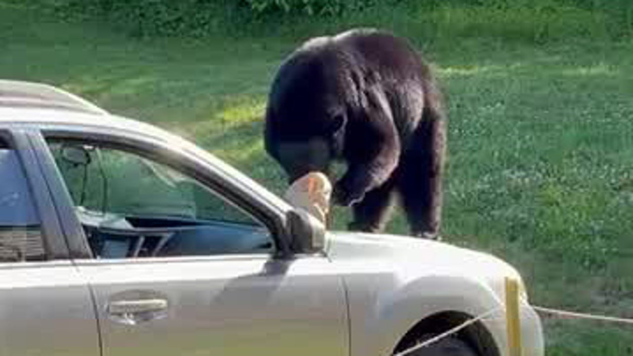 Bear smashes car window helps itself to leftover McDonald s