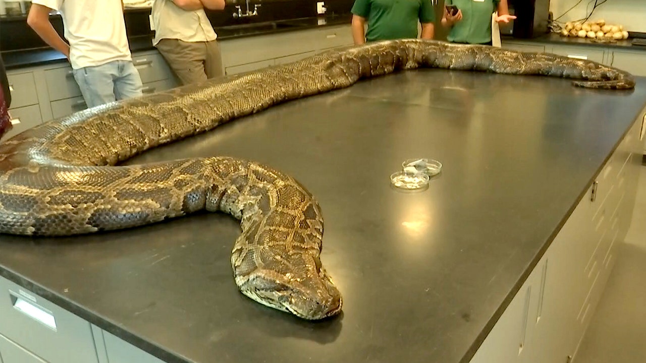 Largest Burmese python ever captured in Florida weighs 215