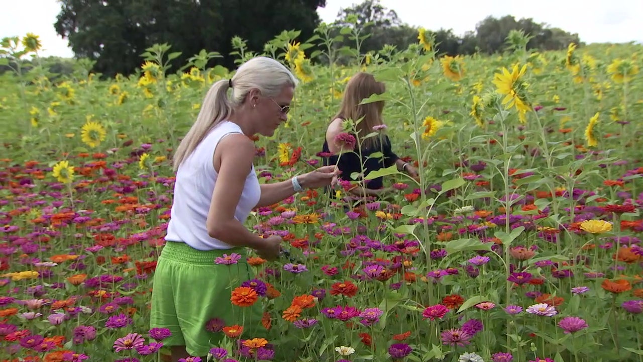 You pick' flowers replace strawberries during spring months in