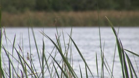 Blue-green algae discovered in three Polk County lakes