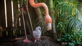 Florida theme park welcomes first baby pink flamingo