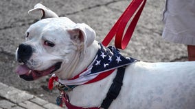 July 4 pet safety: Helpful tips to protect your pets during fireworks celebrations