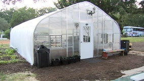 St. Pete Youth Farm’s new greenhouse fights food insecurity, teaches teens life lessons