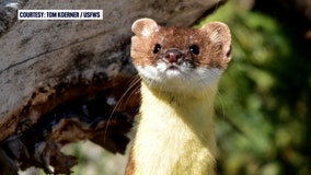 Wildlife officials urge public to report long-tailed weasel sightings in Florida