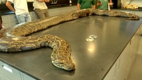 Largest Burmese python ever captured in Florida weighs 215 pounds with over 100 developing eggs