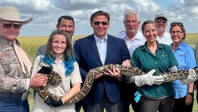 Registration opens for Florida Python Challenge, effort to protect Everglades: The cash prize you could win