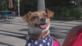 Fourth of July and pets: Dogs, cats go missing on the holiday more than any other day
