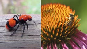 Entomologist finds out which insect has the worst sting, by getting stung