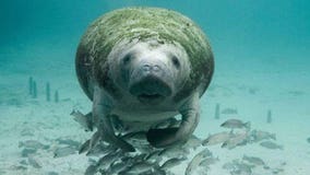 Wildlife officials hope to double rescue, rehabilitation capacity for manatees before winter return