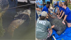 Florida wildlife rescuers release same manatee for a third time