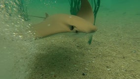 Tropicana Field welcomes cownose stingrays in new touch experience