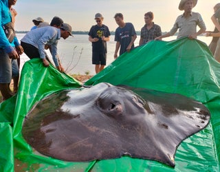 World's largest freshwater fish found in Cambodia's Mekong river - The Hindu