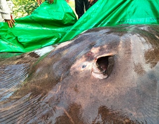 Big Stingray Caught a Small Fish Stock Photo - Image of swims, travel:  113150838