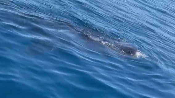 Whale shark sighting off Sarasota coast not completely unusual, experts say