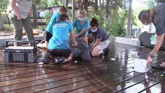 ZooTampa vets double as detectives as they treat the Bay Area's most exotic patients