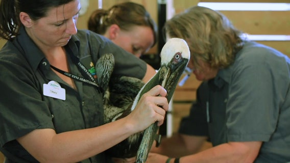 ‘I love it’: ZooTampa vets treat everything from tiny birds to giant giraffes