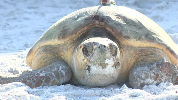 Loggerhead equipped with tracker after laying eggs on Coquina Beach