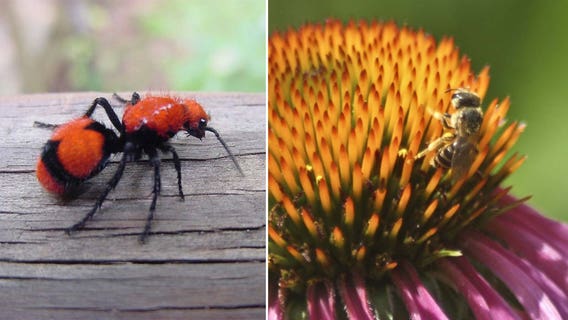 Entomologist finds out which insect has the worst sting, by getting stung