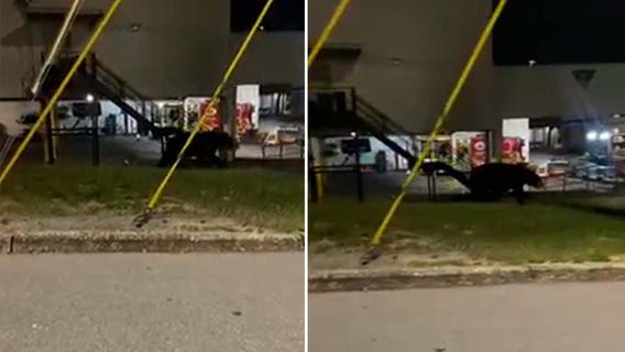 Bear found roaming downtown Haines City