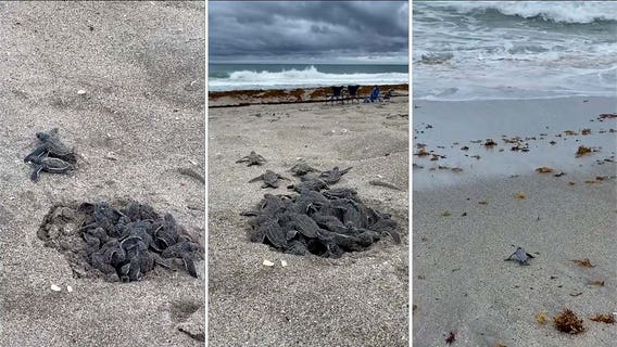 Baby turtle hatchlings on Florida's east coast make their way to Atlantic