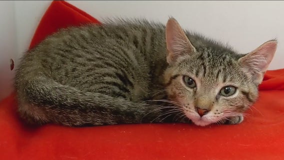 Bay Area shelters work hard to find animals homes with massive overcrowding spike