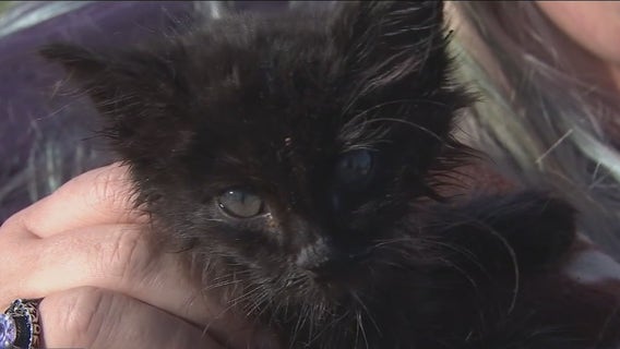 Multiple cats shot with pellet guns in Hillsborough County mobile home community