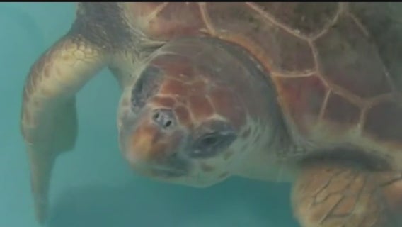 Clearwater Marine Aquarium monitoring sea turtle nesting activities