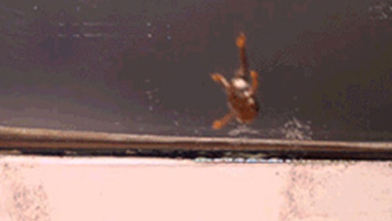 Frogs jump, but landing is a problem for this tiny species found in Brazil, scientists find