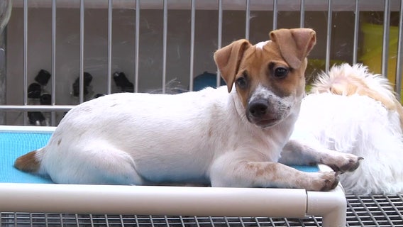 Tougher regulations imposed on Pinellas County pet shops