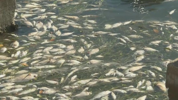 Florida to put millions of dollars toward restoring waterways, tackling red tide